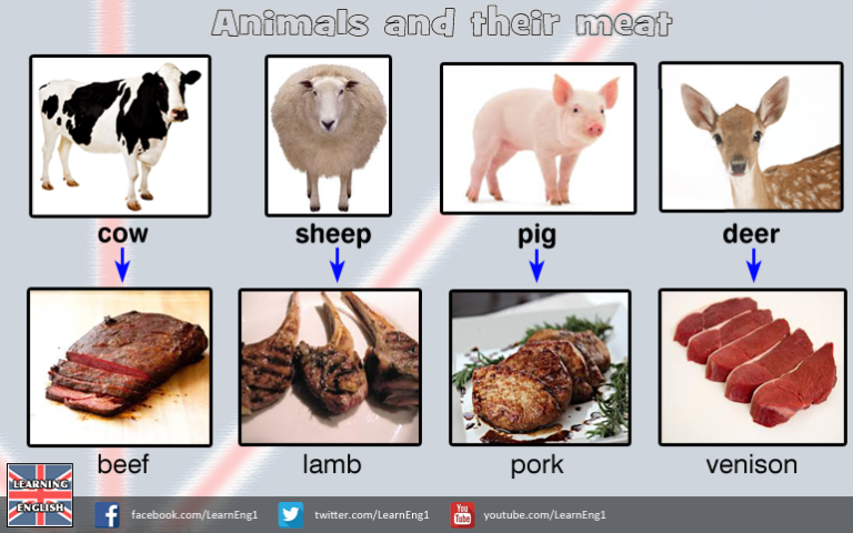 meat-orochinagi-english